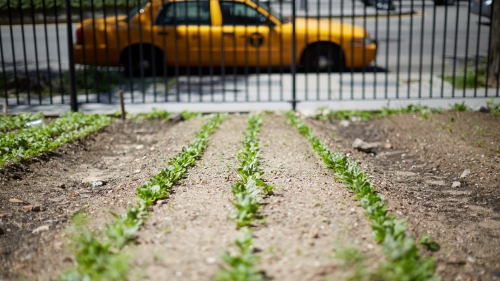 Urban Farm